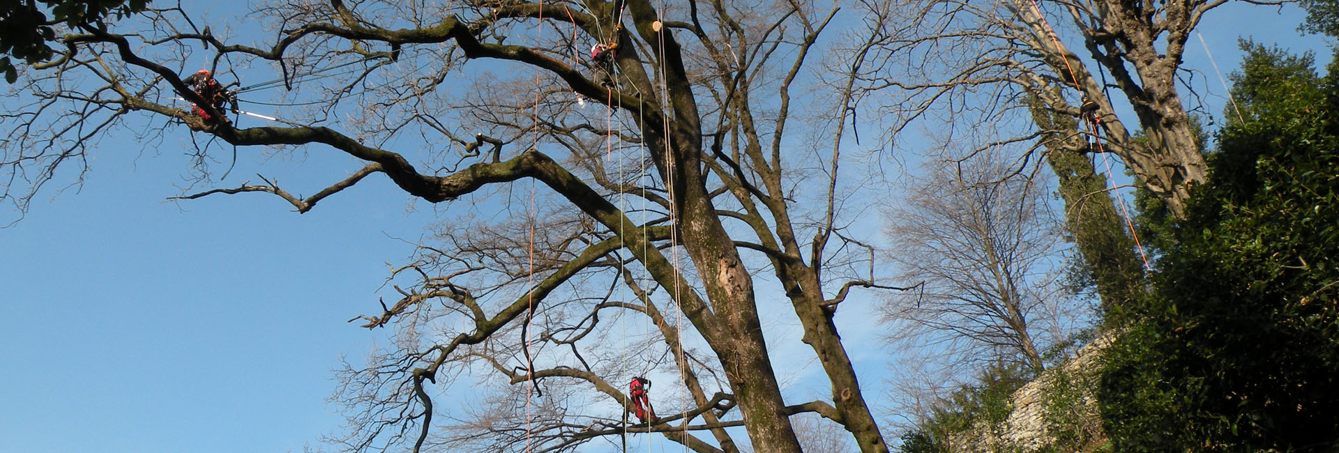 treeclimbing